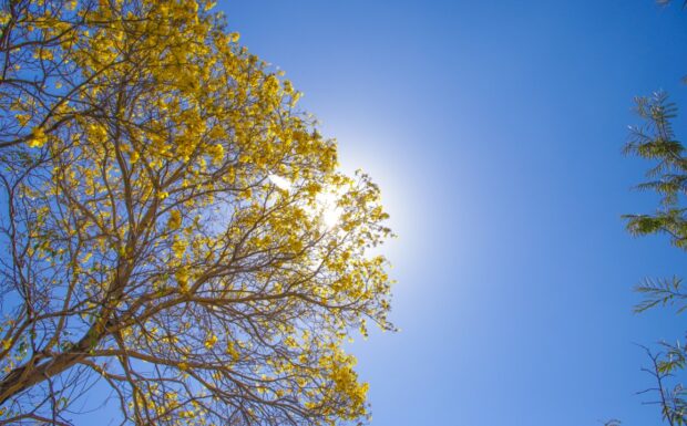  Setembro Amarelo: Serviços na rede estadual ofertam cuidados em saúde mental