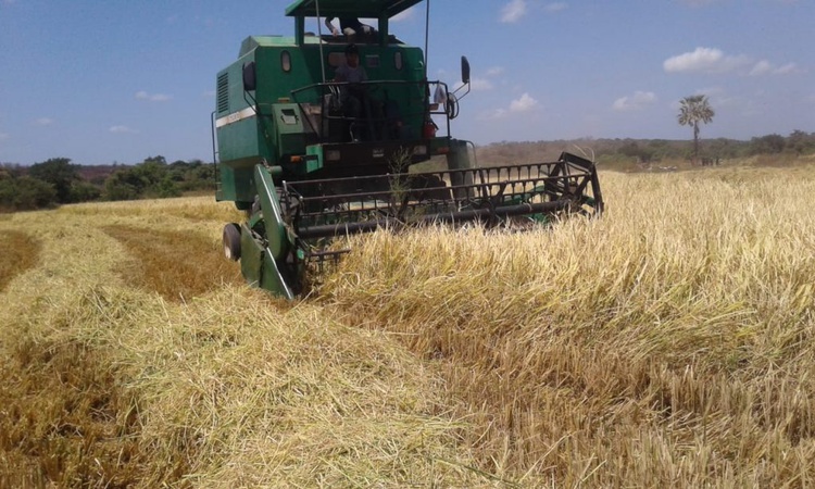  Está faltando arroz? MST faz colheita no Piauí