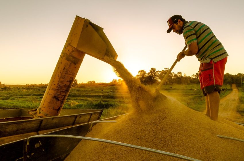  MST inicia captação de R$ 17,5 milhões para produção da agricultura familiar