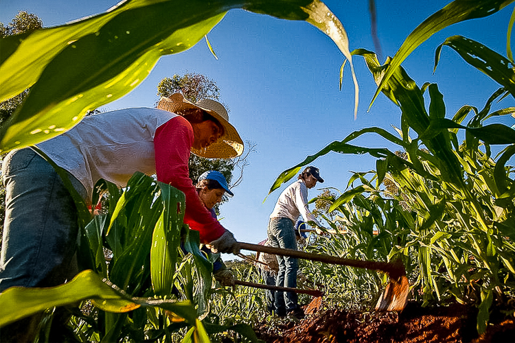  Alimentação escolar vai priorizar produtos da agricultura familiar