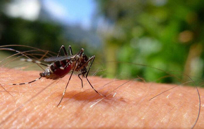  Piauí tem redução de 33% nos casos de dengue nas primeiras semanas de 2024