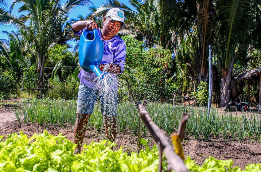  Piauí investe no trabalho das mulheres rurais para desenvolvimento da segurança alimentar